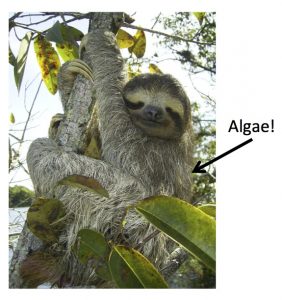 sloth_algae copy